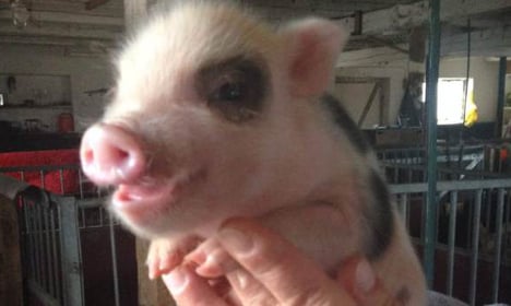 Piggy pets find new winter home in Sweden