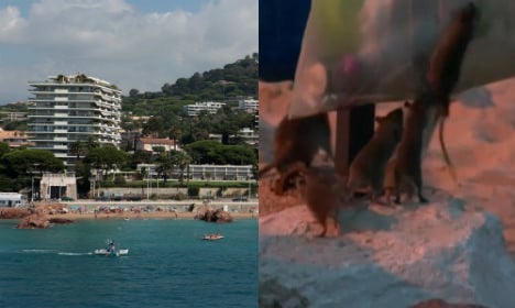Cannes beach invaded by scores of rats