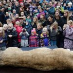 The Odense Zoo's public dissection was attended by hundreds of guests and went off as planned despite some protests. Photo: Claus Fisker/Scanpix