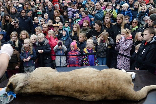 Danish Zoo dissects lion despite protests