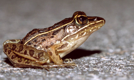 France spends €65k to help mating frogs hop it
