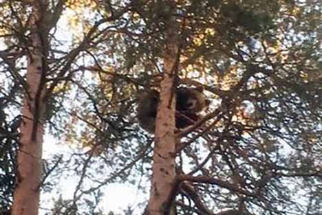 Dog chases 120-kilo bear up tree in central Sweden