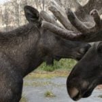 Norway hunter admits to shooting elk in zoo