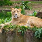 Danish zoo invites kids to watch lion dissection