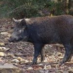 Italy’s wild boars go on the pill