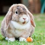 <b>7."Da liegt der Hase im Pfeffer!" ("there's the rabbit in the pepper!")</b>
Similar to the "hair in the soup" which featured in our<a href="http://bit.ly/1MesP0t">list of food idioms</a>, your rabbit in the pepper is the one problem spoiling your otherwise flawless plan.  No, we don't get it either. I mean, we can't imagine this little cutie being unwelcome in any scenario. Photo: Photo: Pixabay