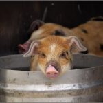 <b>9."Unter aller Sau" ("under all pig")</b>
Technically, the German "Sau" translates to "sow," an adult female pig. But this piglet in a bucket was far cuter. In any case, if someone tells you your German is "unter aller Sau," it means it's atrocious, and beneath contempt. Best get the phrasebook out. 
Photo: Photo: Wikipedia