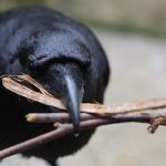 Ravens work together and punish cheats