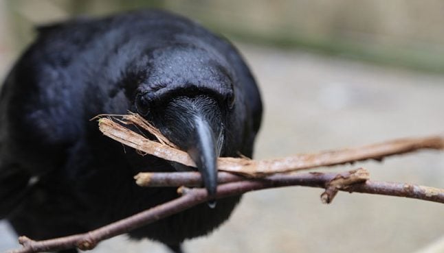 Ravens work together and punish cheats