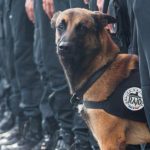 Police dog killed by jihadists during Paris raid