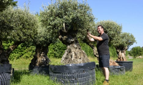 The latest must-have item for rich Europeans? Olive trees from Spain