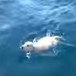 Puppy lost at sea saved by sailors off Naples