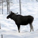 ‘Wise’ elk rescued from frozen Swedish river