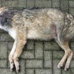 Second wolf found dead in southern Germany