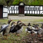 Mortensaften: Denmark’s goose-eating annual tradition explained