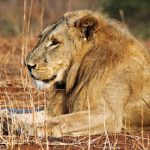 ‘I did nothing wrong’: Italian lion-killing vet