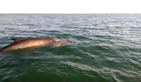 Lost whale calf spotted swimming alone off Barcelona beach has died
