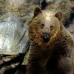 Roaming bear shot dead in Swedish village