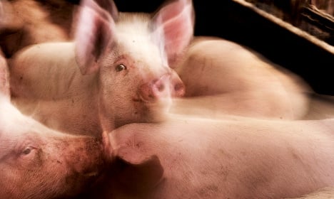 Festive Swedish ham escapes slaughter