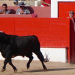 Bullfighting isn’t barbaric: What I found in a year on breeding estates