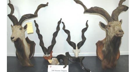 Rare wild goat trophies seized at Basel border