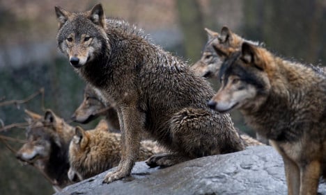 Sweden allows limited New Year wolf culls