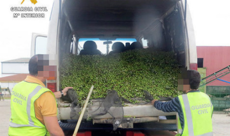 Vigilantes join special police teams to combat Spain’s olive oil thieves