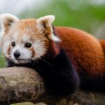 Escaped red panda to be home for Christmas