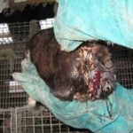 Badly wounded mink found at Norway farm