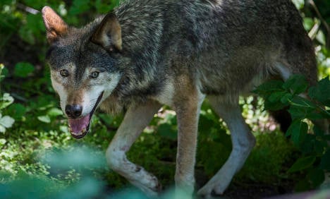 Wolf hunting ban agreed for parts of Sweden