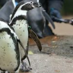 Dortmund zoo suffers second mystery death