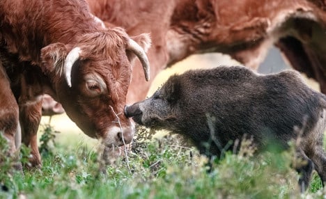 Not-so-wild boar finds home in herd of cows