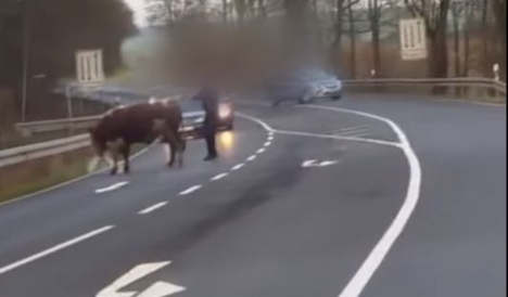 Video: Police gun down stray bull on busy street