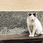 Bologna’s cats inherit plush apartment