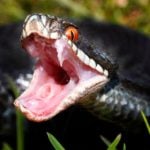 Teen ‘killed gay man and put snake on body’