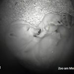 Bremerhaven zoo greets baby polar bear