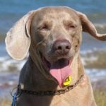 Pet dog finds class A drugs on Danish beach