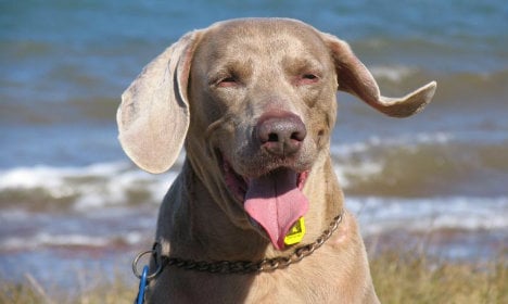 Pet dog finds class A drugs on Danish beach