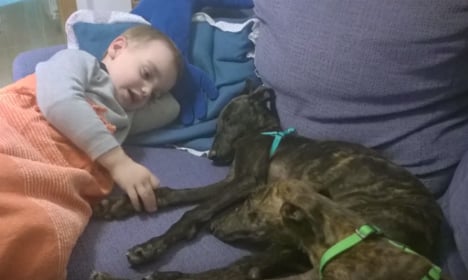 Blind puppy and the brother that protected her find Christmas home