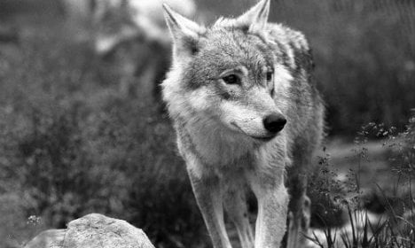 Norway’s hunters target ‘tiny’ wolf population