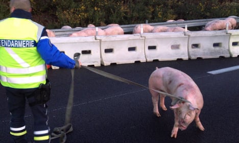 French road accident shows that pigs don't fly