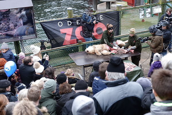 Danish zoo quietly dissects new lion
