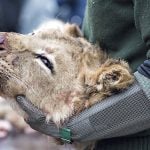 Saturday's dissection of a lion was followed by a dissection of an antelope the next day. Photo: Claus Fisker/Scanpix