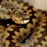 Tests for teen suspect in snake ‘gay hate crime’