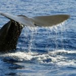 Spain plans super  ‘whale highway’ to help safe migration through Med