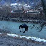 Swiss police save horse in dramatic river rescue