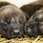 Are these Swedish puppies the cutest zoo animals ever?