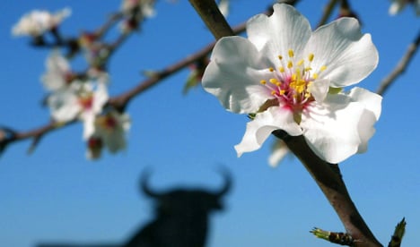 Warm winter brings early almond blossom and climate change alarm
