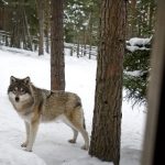 Wolf hunting starts in parts of central Sweden