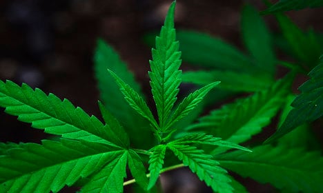 Italy chills out over medical cannabis cultivators